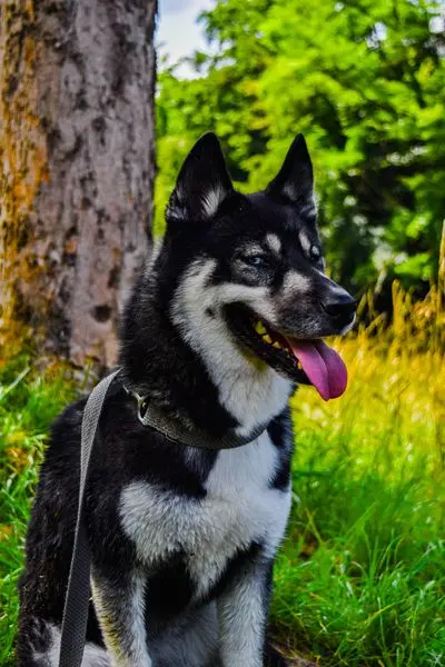 DSC_0041